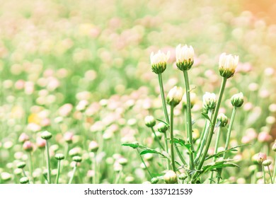 ฺBlurred Chrysanthemum flower in the garden on a sunshine day, abstract background 