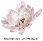 Chrysanthemum flower isolated on a white background. Close up. For design.