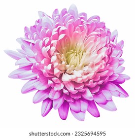Chrysanthemum flower  on white isolated background with clipping path. Closeup.  Nature. 