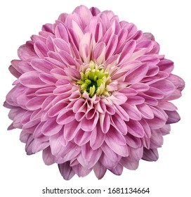 chrysanthemum  flower  pink.  Flower isolated on a white background. No shadows with clipping path. Close-up. Nature.