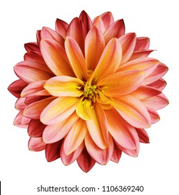 Chrysanthemum flower red-yellow   on a white isolated background with clipping path  no shadows.  Closeup.   For design.   Nature.
