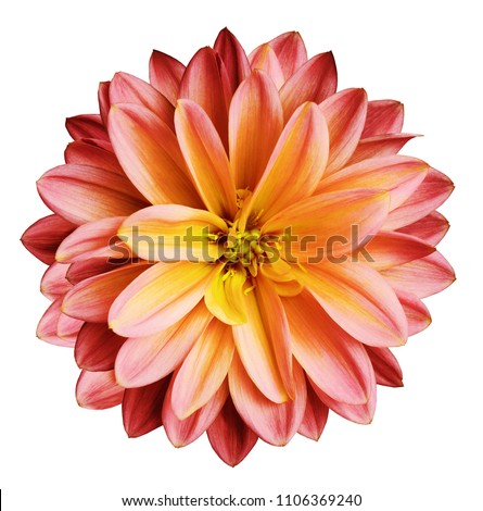 Chrysanthemum flower red-yellow   on a white isolated background with clipping path  no shadows.  Closeup.   For design.   Nature.