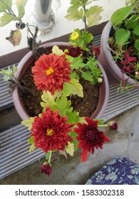 Chrysanthemum Flowering Plant Of Red Wine