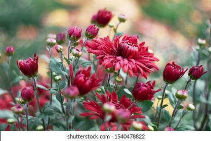 Chrysanthemum flowers bloom in autumn in the flower garden. Beautiful red chrysanthemum flowers close up.