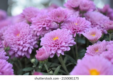 Chrysanthemum flowers close up. Pink Chrysanthemums. Floral background of autumn purple chrysanthemums. - Shutterstock ID 2150081175