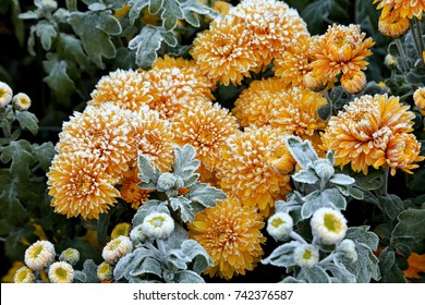 Chrysanthemum Flowers With Frost In Garden 