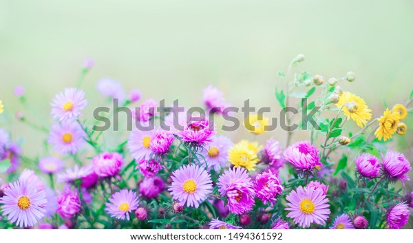 菊の花のマクロ 浅い被写界深度 柔らかい緑の背景に紫と黄色の菊の花 テキスト用のコピースペースを持つ美しい自然の花柄の背景 の写真素材 今すぐ編集