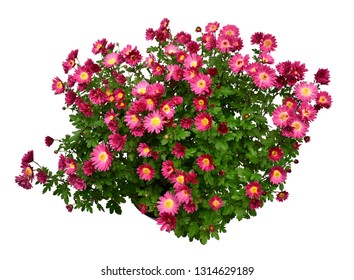 Chrysanthemum Flowers Pink Autumn In Pot Isolated On White Background. Grade Vityaz. Beautiful Plant, Garden Concept. Flat Lay, Top View