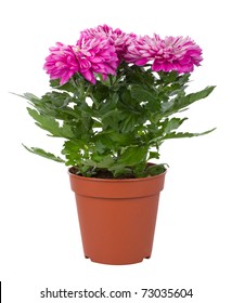 Chrysanthemum Flowers In Pot