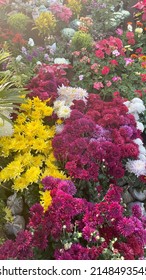 Chrysanthemum Flowers In White Yellow And Wine Colours