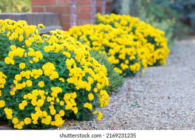 Chrysanthemum flowers, yellow chrysanthemums in a flower border in a winter garden, UK - Shutterstock ID 2169231235