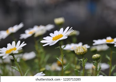 Chrysanthemum Frutescens  Margaret Flower In The Field