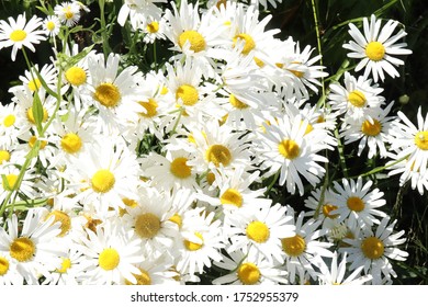 Chrysanthemum Frutescens, Marguerite Flowers In Sunshine