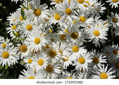 Chrysanthemum Frutescens, Marguerite Flowers In Sunshine