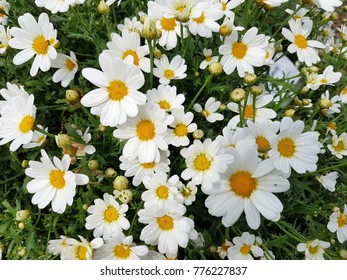 Chrysanthemum, Frutescens, Pure White Butterfly