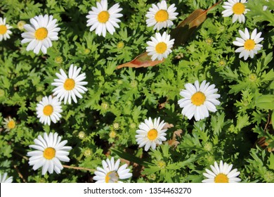 
Chrysanthemum Frutescens (White Flower)