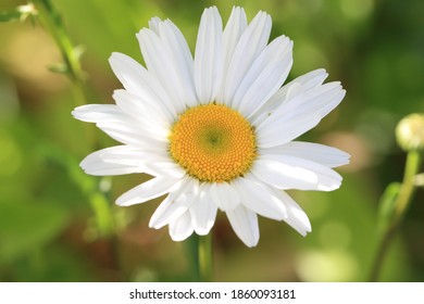 Chrysanthemum Frutescens White Petals Yellow Flower Heart