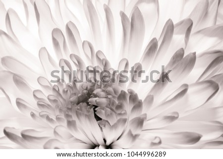 Chrysanthemum in full bloom. Close up macro of flower petals in black and white. Abstract texture perfect fine art image.