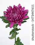 Chrysanthemum Indicum Grp disbud Andrea