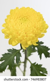 Chrysanthemum Indicum Grp Disbud Astroid