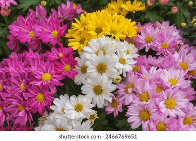 Chrysanthemum indicum Trio. Flowers for cuttings, rock gardens, conservatories, cottage gardens, scented gardens - Powered by Shutterstock