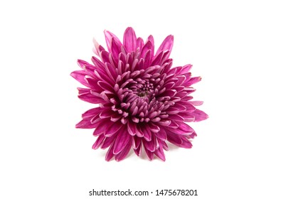 Chrysanthemum Isolated On A White Background