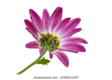 chrysanthemum isolated on white background - Shutterstock ID 2258221659