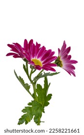 chrysanthemum isolated on white background - Shutterstock ID 2258221661