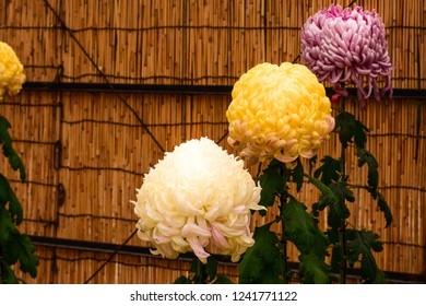 Chrysanthemum Or Kiku Chrysanthemum Flowers Of The Emperor Of Japan Available In Many Colors From October To October. Until January Of Every Year. And There Are Celebrations Or Festivals In The Whole 