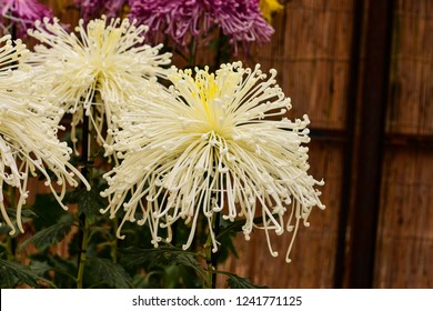 Chrysanthemum Or Kiku Chrysanthemum Flowers Of The Emperor Of Japan Available In Many Colors From October To October. Until January Of Every Year. And There Are Celebrations Or Festivals In The Whole 