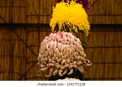 Chrysanthemum Or Kiku Chrysanthemum Flowers Of The Emperor Of Japan Available In Many Colors From October To October. Until January Of Every Year. And There Are Celebrations Or Festivals In The Whole 