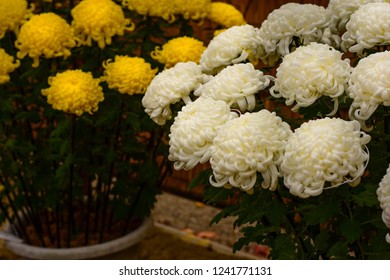 Chrysanthemum Or Kiku Chrysanthemum Flowers Of The Emperor Of Japan Available In Many Colors From October To October. Until January Of Every Year. And There Are Celebrations Or Festivals In The Whole 