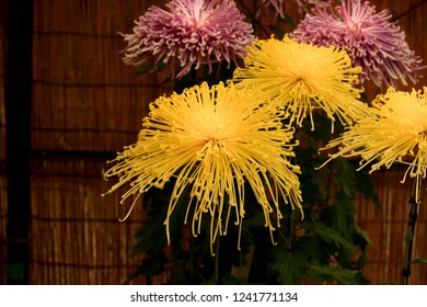 Chrysanthemum Or Kiku Chrysanthemum Flowers Of The Emperor Of Japan Available In Many Colors From October To October. Until January Of Every Year. And There Are Celebrations Or Festivals In The Whole 