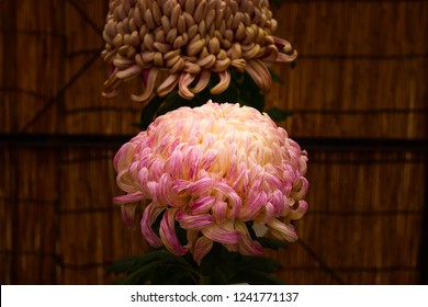 Chrysanthemum Or Kiku Chrysanthemum Flowers Of The Emperor Of Japan Available In Many Colors From October To October. Until January Of Every Year. And There Are Celebrations Or Festivals In The Whole 