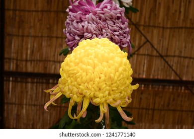 Chrysanthemum Or Kiku Chrysanthemum Flowers Of The Emperor Of Japan Available In Many Colors From October To October. Until January Of Every Year. And There Are Celebrations Or Festivals In The Whole 