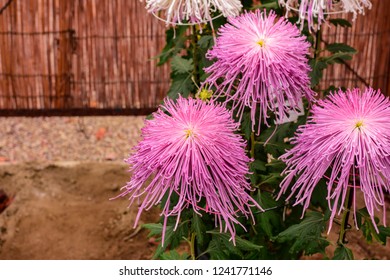 Chrysanthemum Or Kiku Chrysanthemum Flowers Of The Emperor Of Japan Available In Many Colors From October To October. Until January Of Every Year. And There Are Celebrations Or Festivals In The Whole 