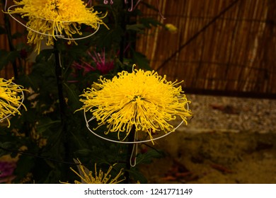 Chrysanthemum Or Kiku Chrysanthemum Flowers Of The Emperor Of Japan Available In Many Colors From October To October. Until January Of Every Year. And There Are Celebrations Or Festivals In The Whole 