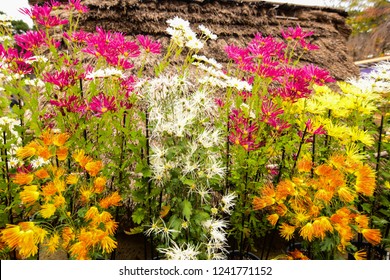 Chrysanthemum Or Kiku Chrysanthemum Flowers Of The Emperor Of Japan Available In Many Colors From October To October. Until January Of Every Year. And There Are Celebrations Or Festivals In The Whole 