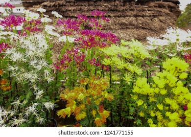 Chrysanthemum Or Kiku Chrysanthemum Flowers Of The Emperor Of Japan Available In Many Colors From October To October. Until January Of Every Year. And There Are Celebrations Or Festivals In The Whole 