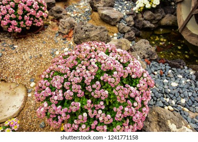 Chrysanthemum Or Kiku Chrysanthemum Flowers Of The Emperor Of Japan Available In Many Colors From October To October. Until January Of Every Year. And There Are Celebrations Or Festivals In The Whole 