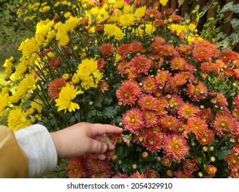 Chrysanthemum × morifolium (also known as florist's daisy and hardy garden mum, or in China juhua) is a species of perennial plant from family Asteraceae. - Shutterstock ID 2054329910