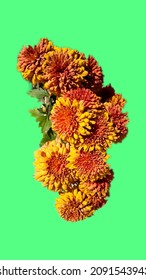 Chrysanthemum morifolium oder China juhua Blume auf grünem Hintergrund 