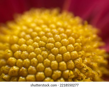 Chrysanthemum Morifolium In A Close-up Photo During The Day. No People And Macro Photography