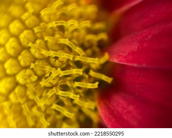 Chrysanthemum Morifolium In A Close-up Photo During The Day. No People And Macro Photography