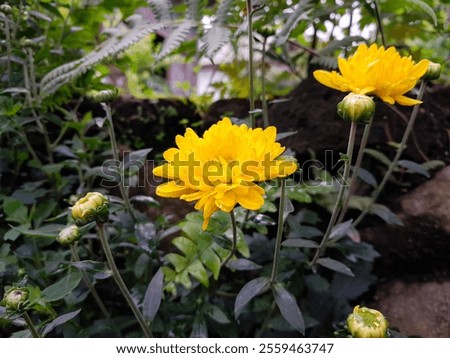 Similar – Image, Stock Photo Crysanthemum purple yellow