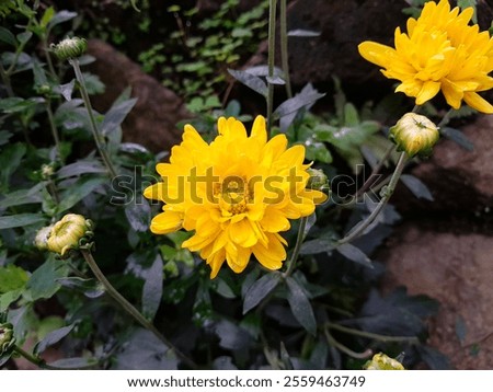 Similar – Image, Stock Photo Crysanthemum purple yellow
