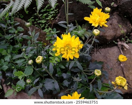 Similar – Image, Stock Photo Crysanthemum purple yellow
