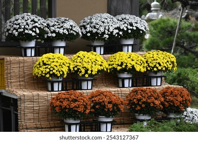 Chrysanthemum morifolium flowers. Many people enjoy the chrysanthemum flower exhibition, a seasonal feature of autumn in Japan. - Powered by Shutterstock