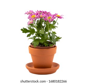 chrysanthemum multiflora flower in pot isolated for valentine's day or anniversary on white background. - Powered by Shutterstock