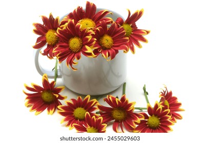 chrysanthemum on the cup with white background  - Powered by Shutterstock